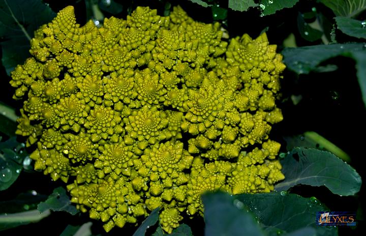 cavolo romanesco.JPG